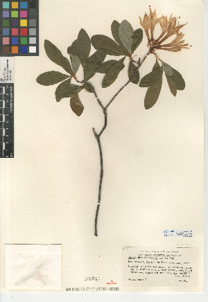  (Rhododendron occidentale - CCDB-24940-H11)  @11 [ ] CreativeCommons - Attribution Non-Commercial Share-Alike (2015) SDNHM San Diego Natural History Museum