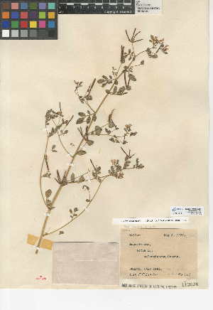  (Acmispon maritimus var. maritimus - CCDB-24941-A06)  @11 [ ] CreativeCommons - Attribution Non-Commercial Share-Alike (2015) SDNHM San Diego Natural History Museum