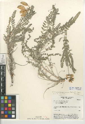  (Astragalus trichopodus var. lonchus - CCDB-24941-A10)  @11 [ ] CreativeCommons - Attribution Non-Commercial Share-Alike (2015) SDNHM San Diego Natural History Museum