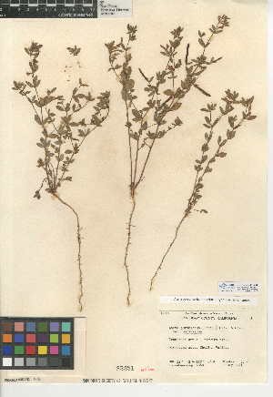 (Acmispon americanus var. americanus - CCDB-24941-B05)  @11 [ ] CreativeCommons - Attribution Non-Commercial Share-Alike (2015) SDNHM San Diego Natural History Museum