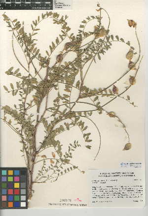  (Astragalus deanei - CCDB-24941-C08)  @11 [ ] CreativeCommons - Attribution Non-Commercial Share-Alike (2015) SDNHM San Diego Natural History Museum