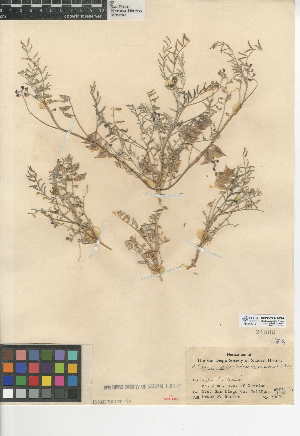  (Astragalus insularis - CCDB-24941-C09)  @11 [ ] CreativeCommons - Attribution Non-Commercial Share-Alike (2015) SDNHM San Diego Natural History Museum