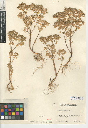  ( - CCDB-24941-E02)  @11 [ ] CreativeCommons - Attribution Non-Commercial Share-Alike (2015) SDNHM San Diego Natural History Museum