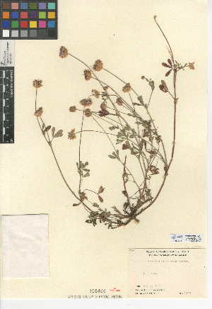  (Trifolium ciliolatum - CCDB-24942-A10)  @11 [ ] CreativeCommons - Attribution Non-Commercial Share-Alike (2015) SDNHM San Diego Natural History Museum
