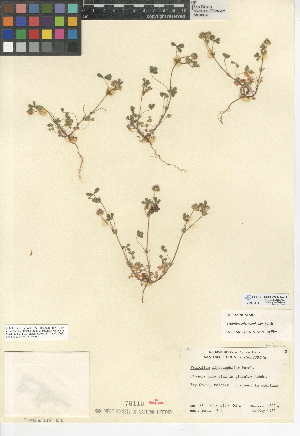  (Trifolium microcephalum - CCDB-24942-A11)  @11 [ ] CreativeCommons - Attribution Non-Commercial Share-Alike (2015) SDNHM San Diego Natural History Museum
