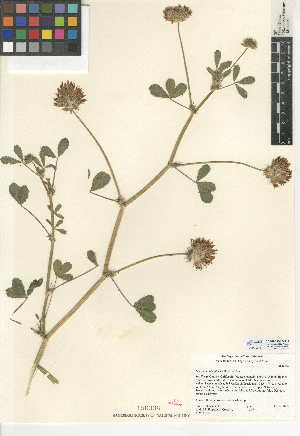  (Trifolium obtusiflorum - CCDB-24942-H12)  @11 [ ] CreativeCommons - Attribution Non-Commercial Share-Alike (2015) SDNHM San Diego Natural History Museum