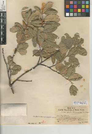  (Quercus agrifolia var. oxyadenia - CCDB-24943-B02)  @11 [ ] CreativeCommons - Attribution Non-Commercial Share-Alike (2015) SDNHM San Diego Natural History Museum
