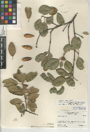  (Quercus agrifolia var. agrifolia - CCDB-24943-C02)  @11 [ ] CreativeCommons - Attribution Non-Commercial Share-Alike (2015) SDNHM San Diego Natural History Museum