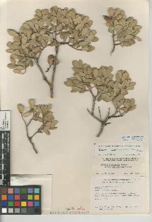  (Quercus cornelius-mulleri - CCDB-24943-D03)  @11 [ ] CreativeCommons - Attribution Non-Commercial Share-Alike (2015) SDNHM San Diego Natural History Museum