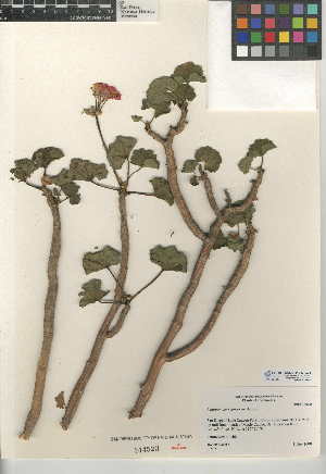  (Pelargonium X hortorum - CCDB-24943-G08)  @11 [ ] CreativeCommons - Attribution Non-Commercial Share-Alike (2015) SDNHM San Diego Natural History Museum