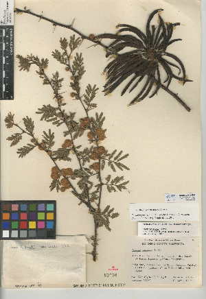  (Vachellia farnesiana var. farnesiana - CCDB-24943-H01)  @11 [ ] CreativeCommons - Attribution Non-Commercial Share-Alike (2015) SDNHM San Diego Natural History Museum