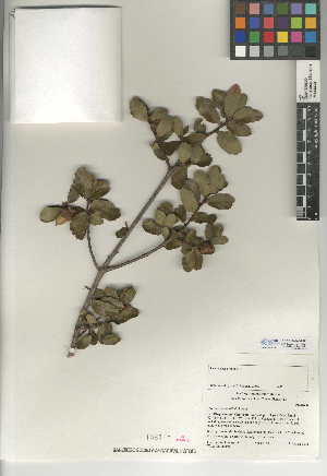  (Quercus berberidifolia - CCDB-24943-H03)  @11 [ ] CreativeCommons - Attribution Non-Commercial Share-Alike (2015) SDNHM San Diego Natural History Museum