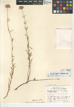  (Monardella viminea - CCDB-24944-B02)  @11 [ ] CreativeCommons - Attribution Non-Commercial Share-Alike (2015) SDNHM San Diego Natural History Museum