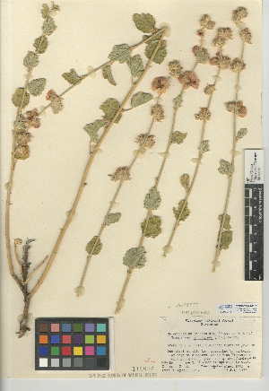 (Malacothamnus aboriginum - CCDB-24944-B11)  @11 [ ] CreativeCommons - Attribution Non-Commercial Share-Alike (2015) SDNHM San Diego Natural History Museum