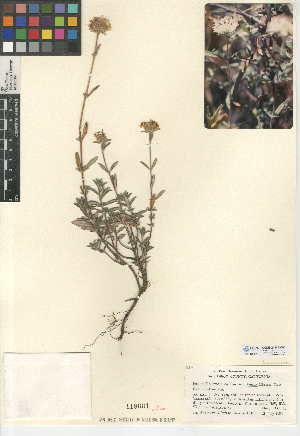  (Monardella hypoleuca subsp. lanata - CCDB-24944-C01)  @11 [ ] CreativeCommons - Attribution Non-Commercial Share-Alike (2015) SDNHM San Diego Natural History Museum