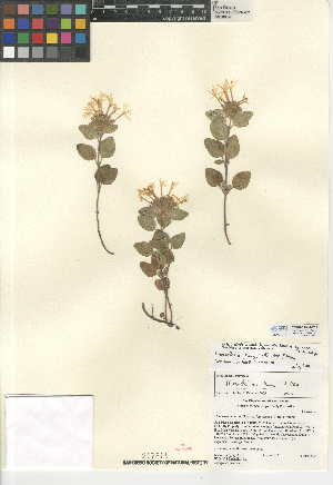  (Monardella nana subsp. nana - CCDB-24944-E02)  @11 [ ] CreativeCommons - Attribution Non-Commercial Share-Alike (2015) SDNHM San Diego Natural History Museum