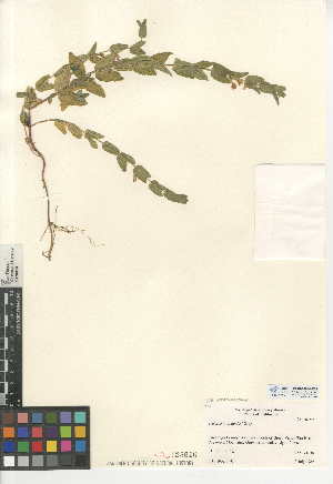  (Scutellaria bolanderi - CCDB-24944-E05)  @11 [ ] CreativeCommons - Attribution Non-Commercial Share-Alike (2015) SDNHM San Diego Natural History Museum
