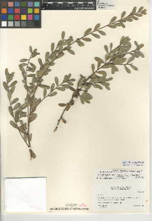  (Leptospermum laevigatum - CCDB-24945-A06)  @11 [ ] CreativeCommons - Attribution Non-Commercial Share-Alike (2015) SDNHM San Diego Natural History Museum