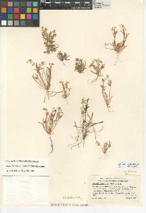  (Claytonia exigua subsp. exigua - CCDB-24945-C03)  @11 [ ] CreativeCommons - Attribution Non-Commercial Share-Alike (2015) SDNHM San Diego Natural History Museum