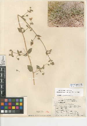  (Allionia incarnata var. villosa - CCDB-24945-C08)  @11 [ ] CreativeCommons - Attribution Non-Commercial Share-Alike (2015) SDNHM San Diego Natural History Museum