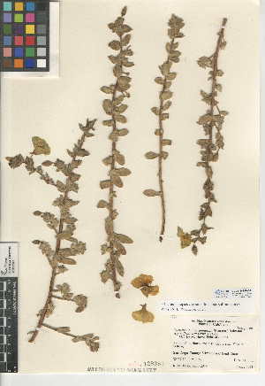  (Camissoniopsis cheiranthifolia subsp. suffruticosa - CCDB-24945-D11)  @11 [ ] CreativeCommons - Attribution Non-Commercial Share-Alike (2015) SDNHM San Diego Natural History Museum