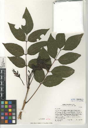  (Fraxinus uhdei - CCDB-24945-E10)  @11 [ ] CreativeCommons - Attribution Non-Commercial Share-Alike (2015) SDNHM San Diego Natural History Museum