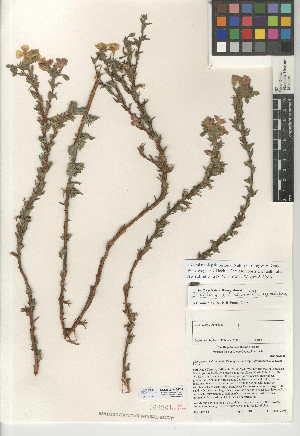  (Camissoniopsis bistorta X cheiranthifolia - CCDB-24945-E11)  @11 [ ] CreativeCommons - Attribution Non-Commercial Share-Alike (2015) SDNHM San Diego Natural History Museum