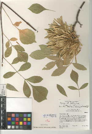  (Fraxinus latifolia - CCDB-24945-G10)  @11 [ ] CreativeCommons - Attribution Non-Commercial Share-Alike (2015) SDNHM San Diego Natural History Museum