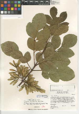  (Fraxinus dipetala - CCDB-24945-H10)  @11 [ ] CreativeCommons - Attribution Non-Commercial Share-Alike (2015) SDNHM San Diego Natural History Museum