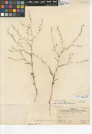 (Gayophytum diffusum subsp. parviflorum - CCDB-24946-A03)  @11 [ ] CreativeCommons - Attribution Non-Commercial Share-Alike (2015) SDNHM San Diego Natural History Museum