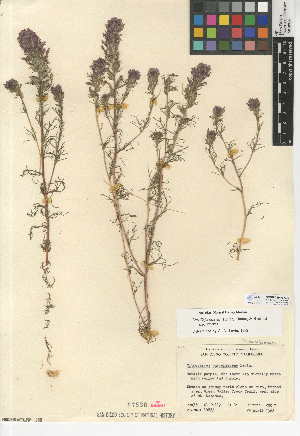  (Castilleja exserta subsp. exserta - CCDB-24946-A06)  @11 [ ] CreativeCommons - Attribution Non-Commercial Share-Alike (2015) SDNHM San Diego Natural History Museum
