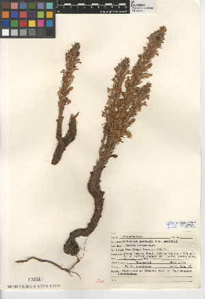  (Orobanche parishii subsp. parishii - CCDB-24946-A08)  @11 [ ] CreativeCommons - Attribution Non-Commercial Share-Alike (2015) SDNHM San Diego Natural History Museum