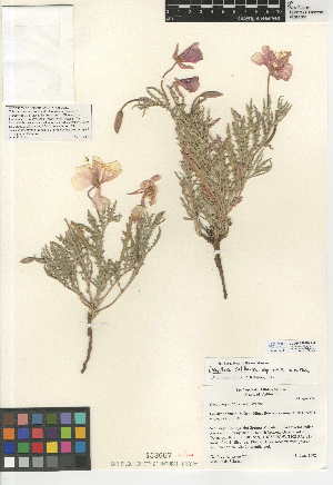  (Oenothera californica - CCDB-24946-B04)  @11 [ ] CreativeCommons - Attribution Non-Commercial Share-Alike (2015) SDNHM San Diego Natural History Museum