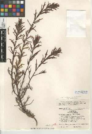  (Castilleja subinclusa subsp. subinclusa - CCDB-24946-E07)  @11 [ ] CreativeCommons - Attribution Non-Commercial Share-Alike (2015) SDNHM San Diego Natural History Museum