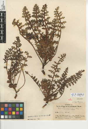  (Pedicularis semibarbata - CCDB-24946-F09)  @11 [ ] CreativeCommons - Attribution Non-Commercial Share-Alike (2015) SDNHM San Diego Natural History Museum