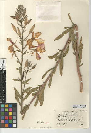  (Oenothera elata - CCDB-24946-G05)  @11 [ ] CreativeCommons - Attribution Non-Commercial Share-Alike (2015) SDNHM San Diego Natural History Museum
