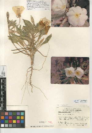  (Oenothera deltoides - CCDB-24946-H05)  @11 [ ] CreativeCommons - Attribution Non-Commercial Share-Alike (2015) SDNHM San Diego Natural History Museum