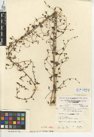  (Antirrhinum nuttallianum subsp. nuttallianum - CCDB-24947-A03)  @11 [ ] CreativeCommons - Attribution Non-Commercial Share-Alike (2015) SDNHM San Diego Natural History Museum