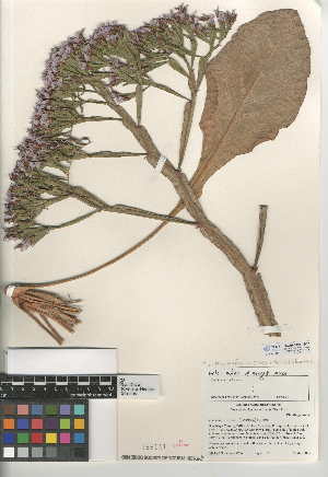  (Limonium brassicifolium - CCDB-24947-B10)  @11 [ ] CreativeCommons - Attribution Non-Commercial Share-Alike (2015) SDNHM San Diego Natural History Museum