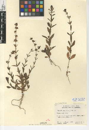  (Stemodia durantifolia - CCDB-24947-C09)  @11 [ ] CreativeCommons - Attribution Non-Commercial Share-Alike (2015) SDNHM San Diego Natural History Museum
