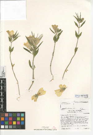  (Mohavea confertiflora - CCDB-24947-E06)  @11 [ ] CreativeCommons - Attribution Non-Commercial Share-Alike (2015) SDNHM San Diego Natural History Museum