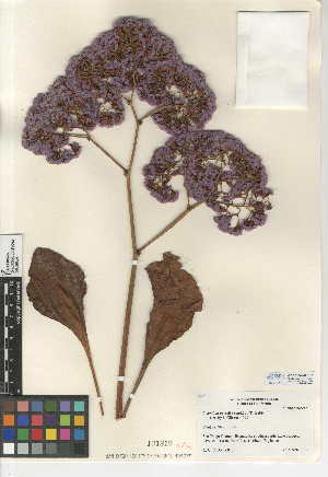  (Limonium perezii - CCDB-24947-F11)  @11 [ ] CreativeCommons - Attribution Non-Commercial Share-Alike (2015) SDNHM San Diego Natural History Museum