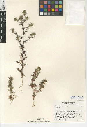  (Navarretia hamata subsp. hamata - CCDB-24948-D06)  @11 [ ] CreativeCommons - Attribution Non-Commercial Share-Alike (2015) SDNHM San Diego Natural History Museum