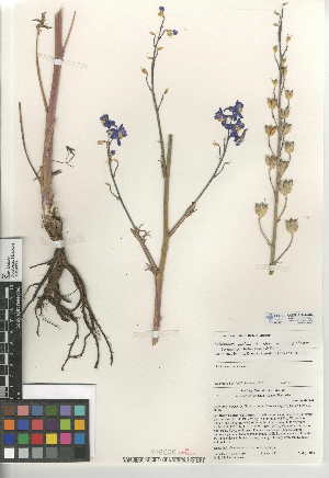  (Delphinium parishii subsp. subglobosum - CCDB-24949-A07)  @11 [ ] CreativeCommons - Attribution Non-Commercial Share-Alike (2015) SDNHM San Diego Natural History Museum
