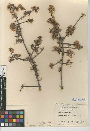  (Ceanothus cuneatus var. cuneatus - CCDB-24949-A10)  @11 [ ] CreativeCommons - Attribution Non-Commercial Share-Alike (2015) SDNHM San Diego Natural History Museum