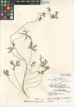  (Delphinium parishii subsp. parishii - CCDB-24949-B07)  @11 [ ] CreativeCommons - Attribution Non-Commercial Share-Alike (2015) SDNHM San Diego Natural History Museum