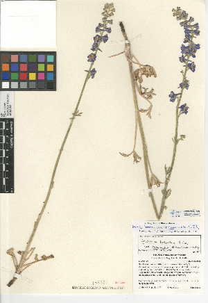  (Delphinium hesperium - CCDB-24949-C07)  @11 [ ] CreativeCommons - Attribution Non-Commercial Share-Alike (2015) SDNHM San Diego Natural History Museum