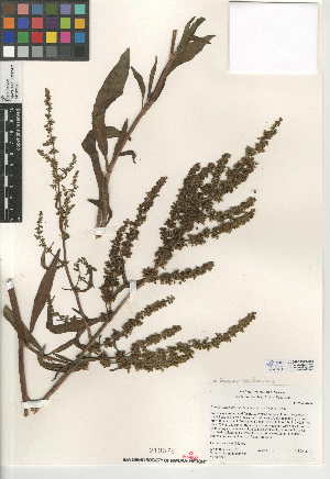  (Rumex californicus - CCDB-24949-D04)  @11 [ ] CreativeCommons - Attribution Non-Commercial Share-Alike (2015) SDNHM San Diego Natural History Museum
