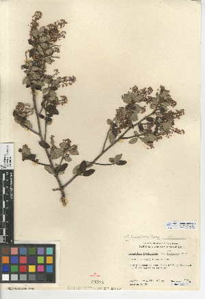  (Ceanothus tomentosus - CCDB-24949-E12)  @11 [ ] CreativeCommons - Attribution Non-Commercial Share-Alike (2015) SDNHM San Diego Natural History Museum