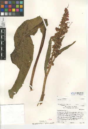  (Rumex hymenosepalus - CCDB-24949-G05)  @11 [ ] CreativeCommons - Attribution Non-Commercial Share-Alike (2015) SDNHM San Diego Natural History Museum